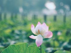 -西青郊野公园