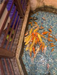 -酷嗒动物文化乐园(cutezoo西溪乐天城店)