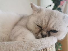 -藏猫猫咖啡主题馆(中央大道店)