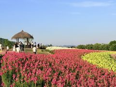 -径山花海