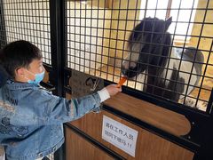 -北京群众马术培训基地