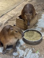 -Zoolung Zoolung动物主题公园(海信广场店)