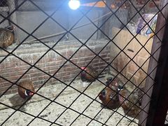 -鱼窝棚柴火铁锅炖(富山屯店)