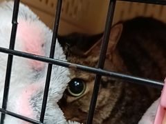 -美联众合动物医院·24h京西诊疗中心