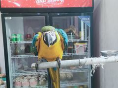 -观桥阁(锦溪店)