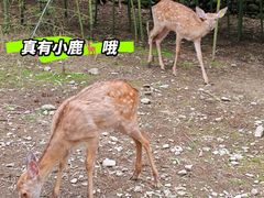 -鹿院坪生态旅游景区