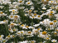 -江苏省苏州实验中学