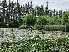 -上海长兴岛郊野公园