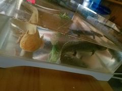 -梵料理