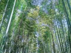 -树山生态村