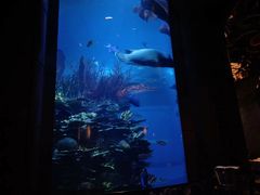 -迪拜帆船酒店海底餐厅