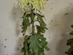 -杭州植物园