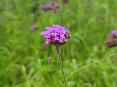 -紫颐香薰山谷景区