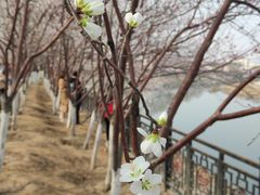 -桃花堤公园