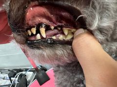 -宠福鑫康馨动物医院·骨科·眼科