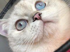 -袖虎·猫馆(体育西路店)