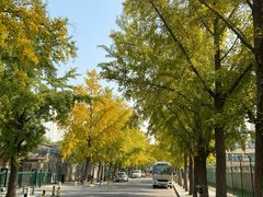 -三里屯东五街银杏大道