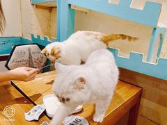 -猫小院猫主题咖啡厅(北锣店)
