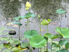 -昆山城市生态森林公园
