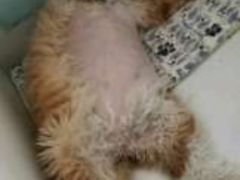 -北京观赏动物医院·24小时大型综合·猫专科·异宠专科