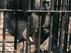 -保定市动物园