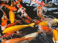 -南宫五洲植物乐园