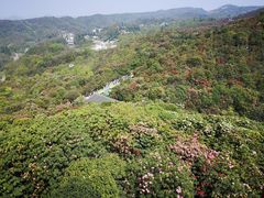 -贵州百里杜鹃风景名胜区