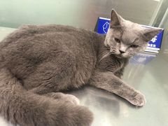 -福懋动物医院·犬猫全科·外科·重症科(杏林分院)