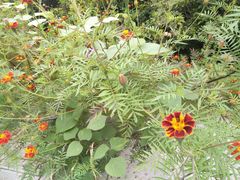 -贵阳市花溪国家城市湿地公园