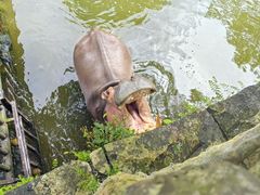 -海南热带野生动植物园