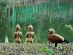 -西双版纳原始森林公园