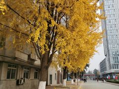 -四川大学(华西校区)