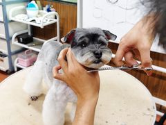 -鑫艺宠物美容培训学校