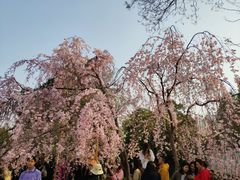 -西安青龙寺遗址景区