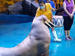 -烟台海昌鲸鲨海洋公园