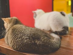 -猫色咖啡·猫咖