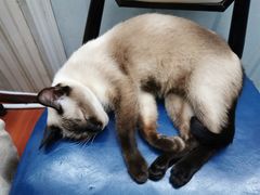 -猫小院猫主题咖啡厅(北锣店)