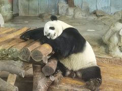 -海南热带野生动植物园