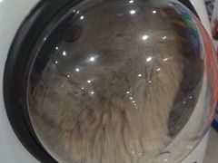 -四月宠物医院·猫专科·心脏专科·内科(转塘店)