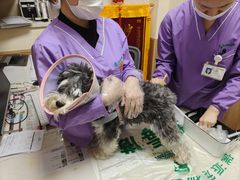 -瑞派宠物医院·24h·骨外科·皮肤科·全科宠物医疗转诊中心(沈阳浑南院)