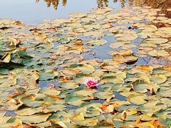 -金银湖国家城市湿地公园