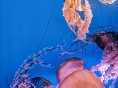 -太平洋海底世界