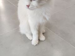 -有喵·猫咖·狗咖·30几只猫10只小狗(岗厦店)