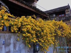 -桑洲油菜花景区