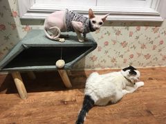 -猫小院猫主题餐厅(三里屯店)