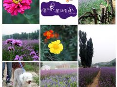 -紫海香堤香草艺术庄园