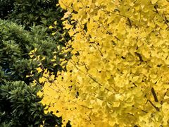 -金泽21世纪美术馆