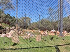 -沈阳森林动物园