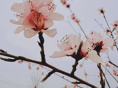 -康陵正德春饼宴26号