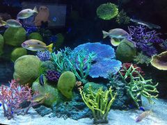 -暹罗海洋世界